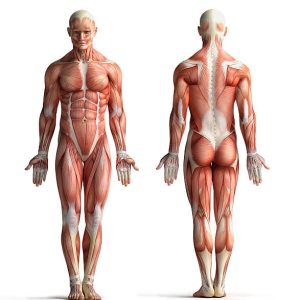 Full Body Trigenics® RTP® Seminar - Perth, AUSTRALIA